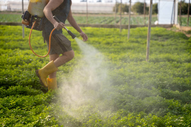 Best Wasp Removal Services  in Shenandoah Junction, WV