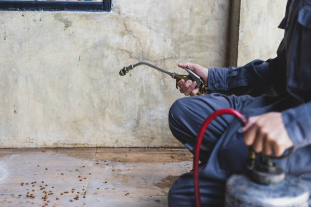 Best Local Pest Control Services  in Shenandoah Junction, WV